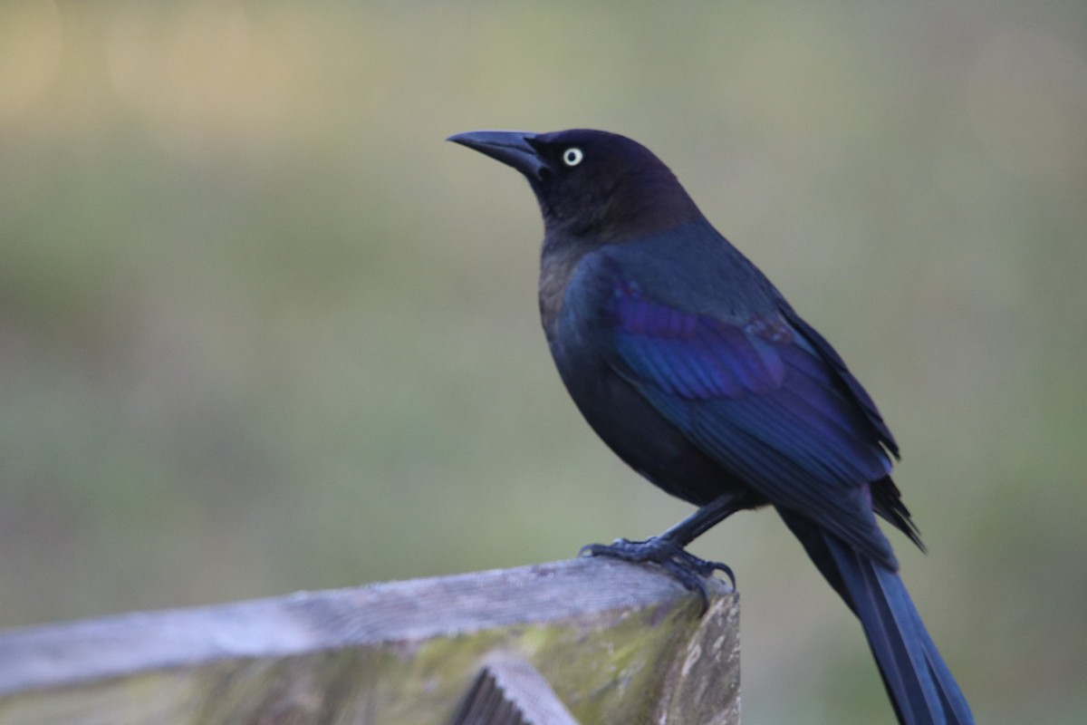 Common Grackle - ML139463811