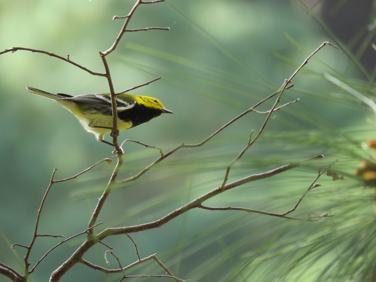 Black-throated Green Warbler - Hermes Vega