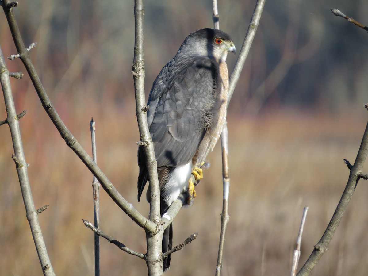 Cooper's Hawk - ML139464351