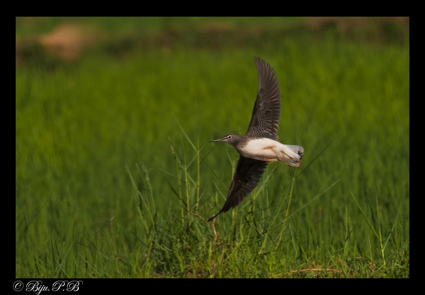 Green Sandpiper - ML139466261