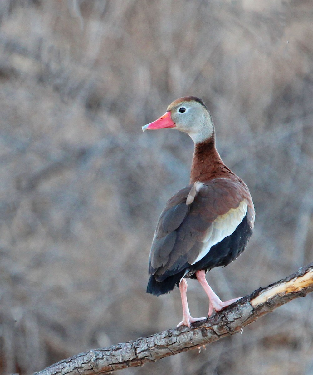 Black-bellied Whistling-Duck - ML139468791