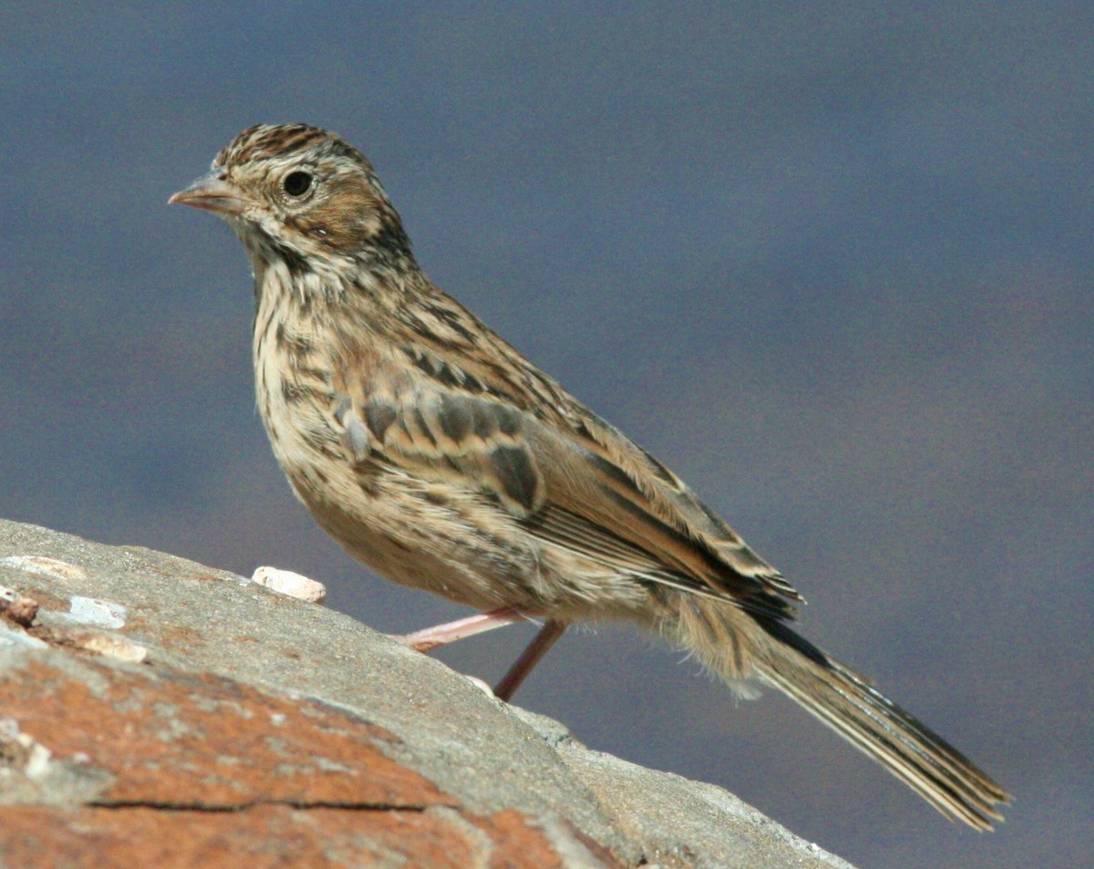 Vesper Sparrow - Debby Parker