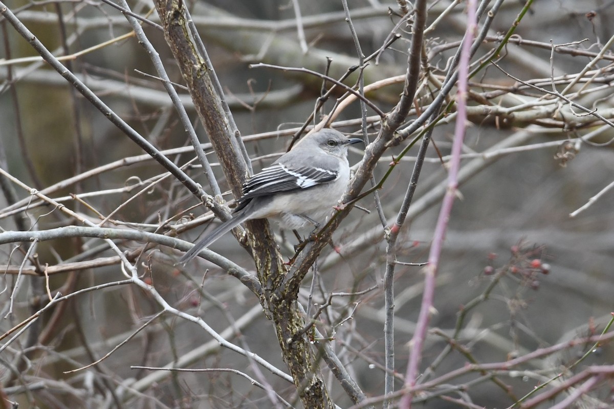 Northern Mockingbird - ML139470651