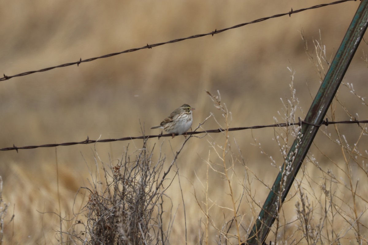 Savannah Sparrow - K Dean Edwards