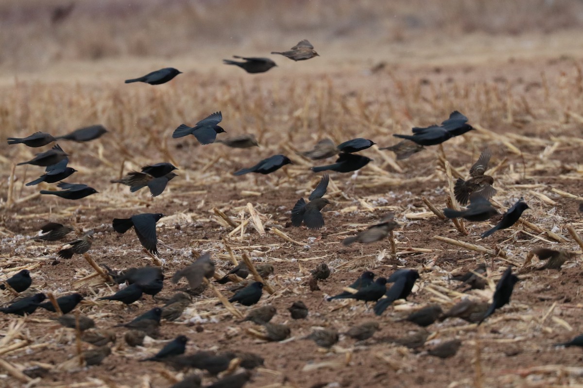 Brewer's Blackbird - ML139472251