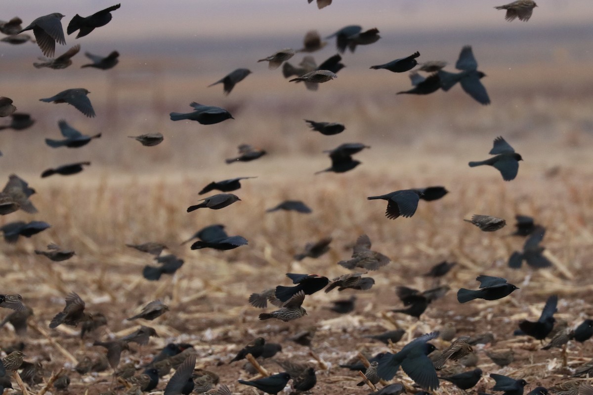 Brewer's Blackbird - ML139472341