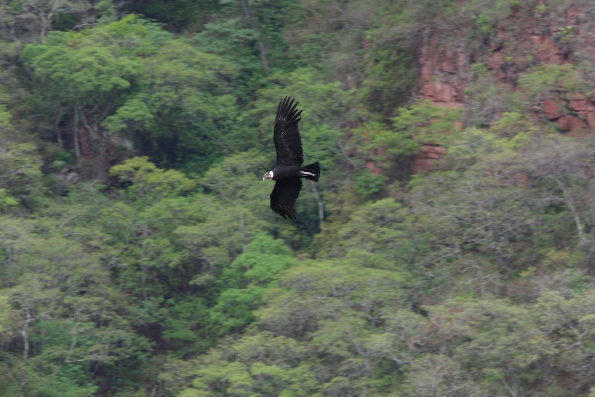 Condor des Andes - ML139472701