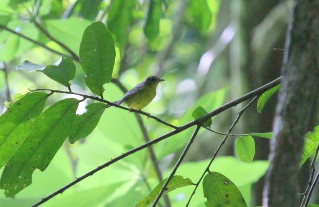 Golden-crowned Warbler - ML139472771