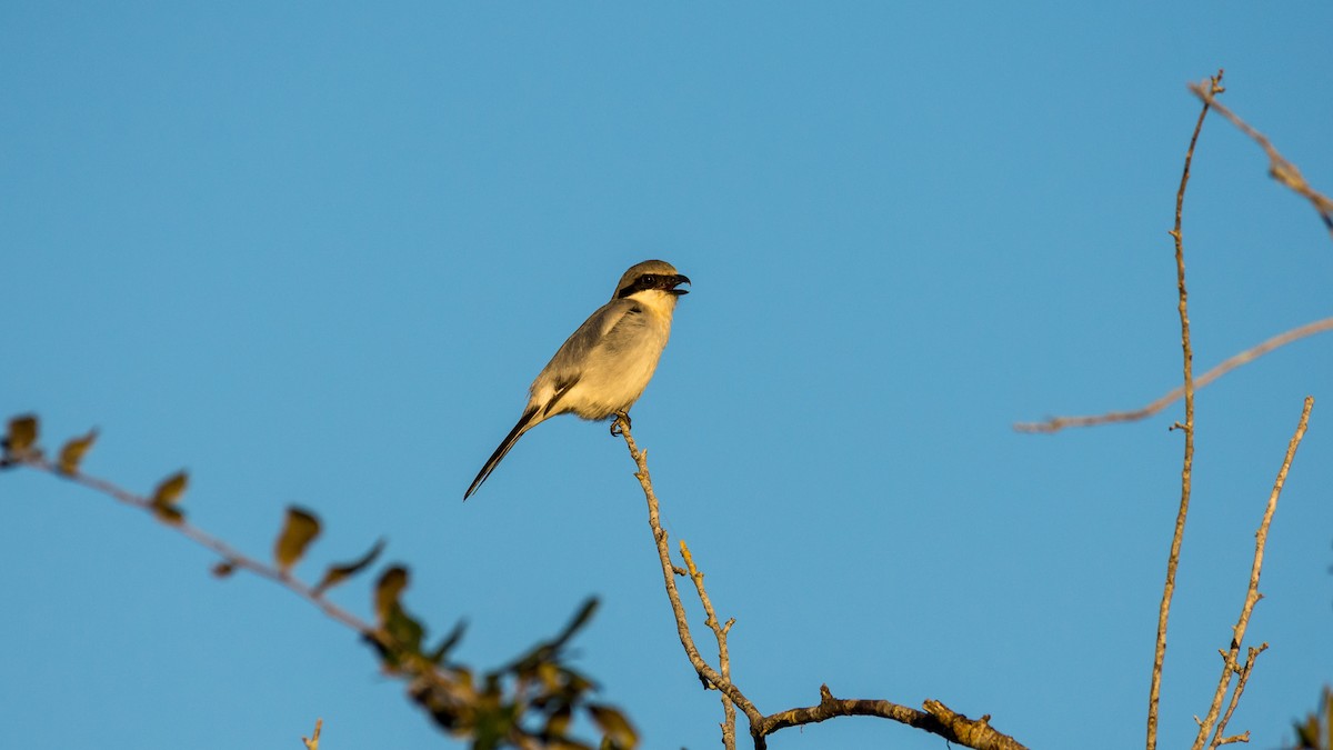 Loggerhead Shrike - ML139473801