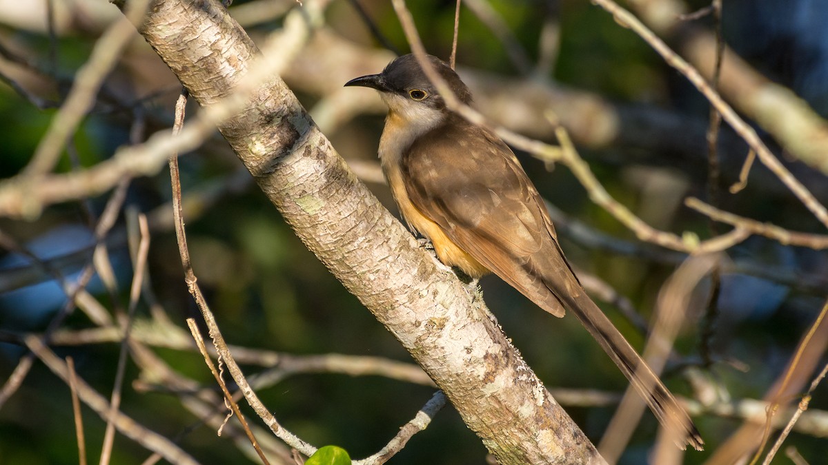 Dark-billed Cuckoo - ML139473991