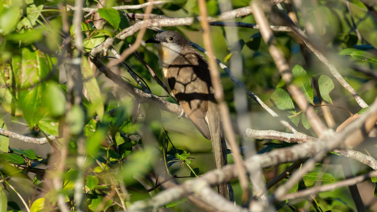 Dark-billed Cuckoo - ML139474011