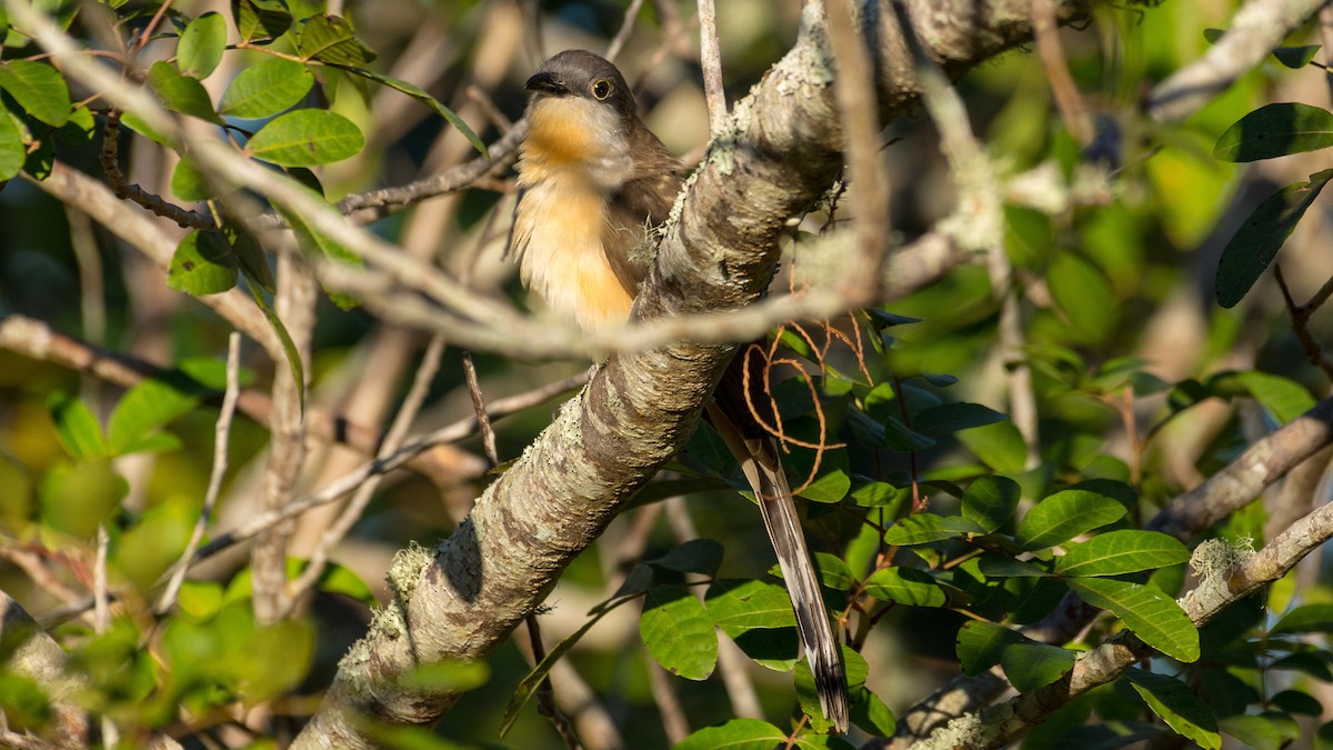 Dark-billed Cuckoo - ML139474021