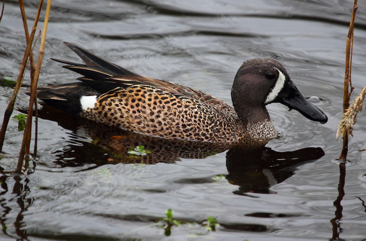 Blue-winged Teal - ML139474561