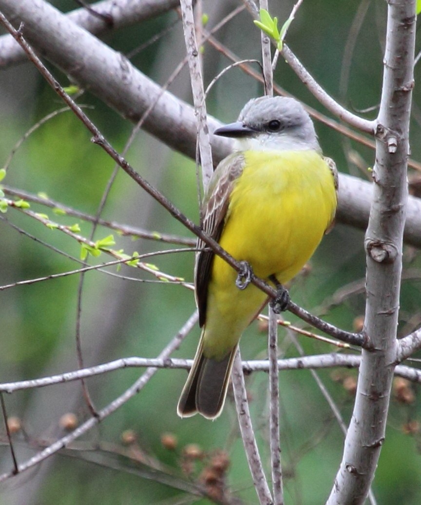 Couch's Kingbird - ML139474661