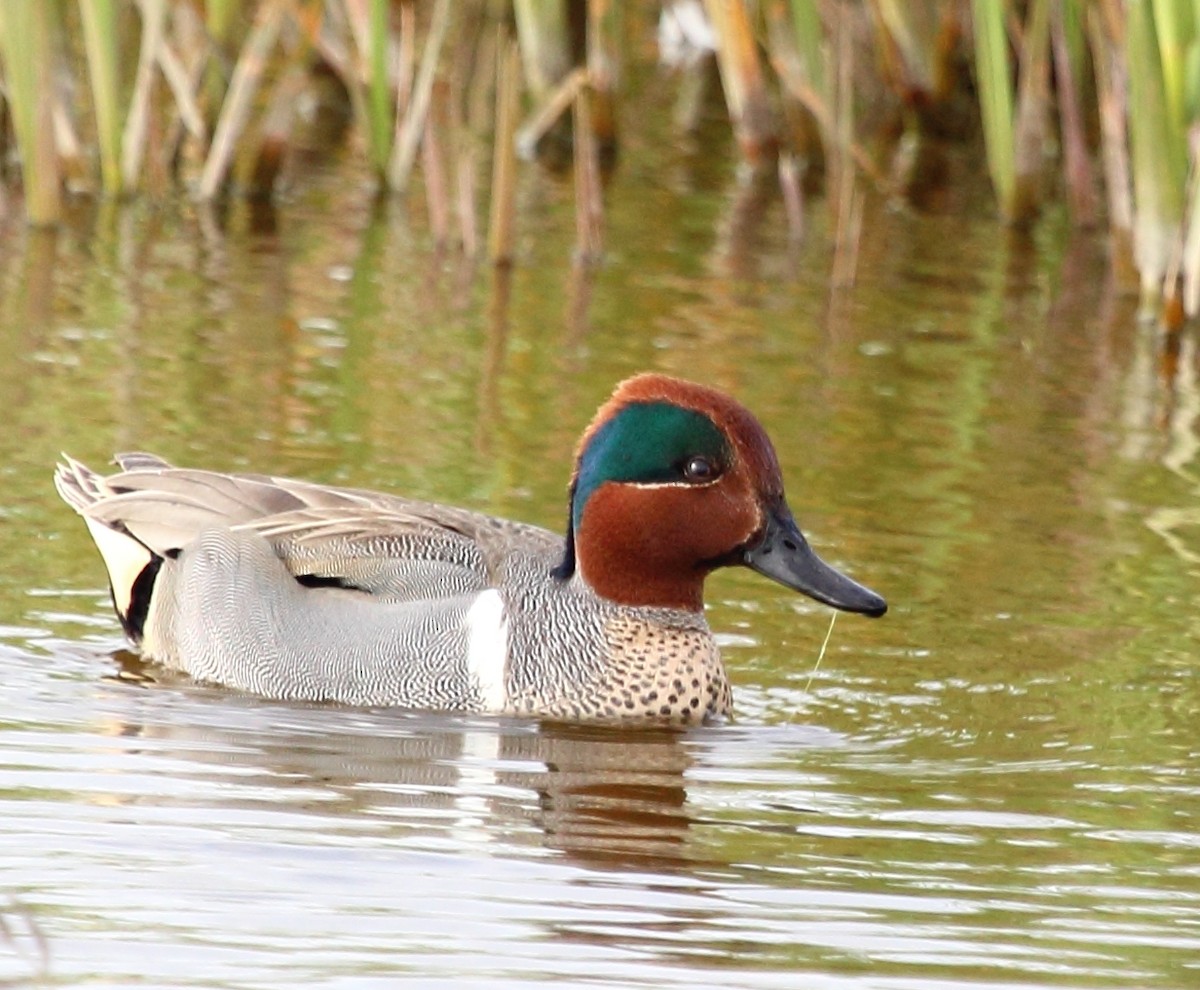 Green-winged Teal - jan liang