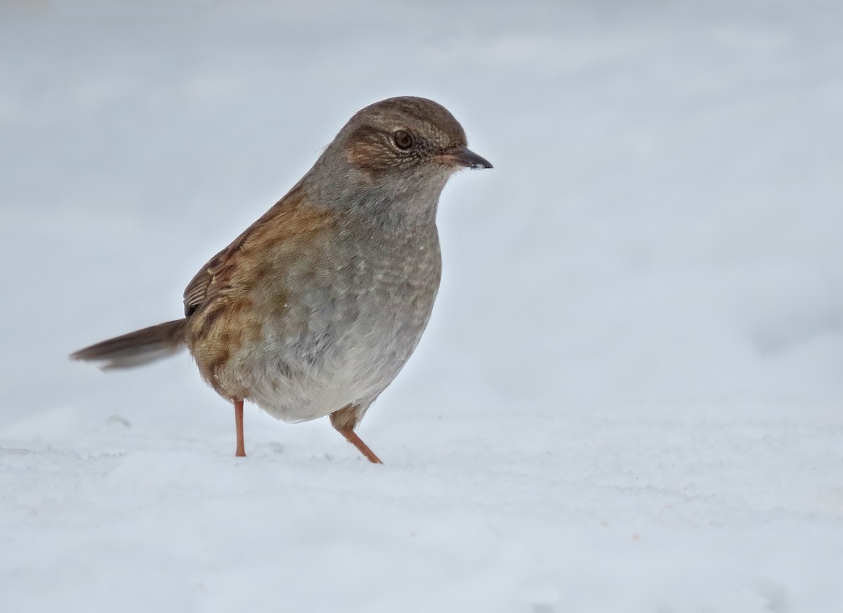 Dunnock - ML139476291