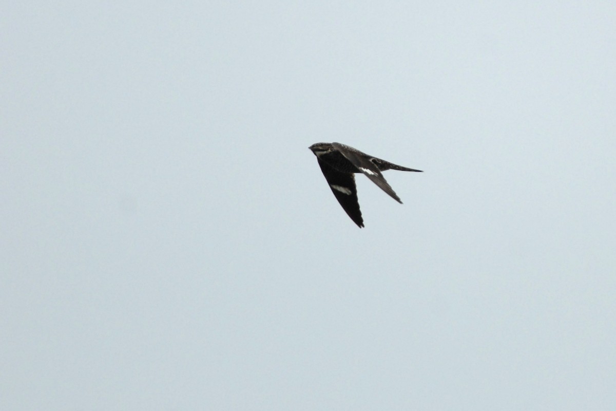 Common Nighthawk - ML139476431