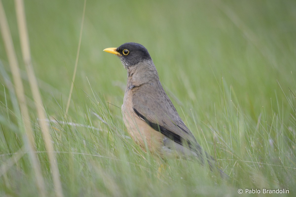 Austral Thrush - Pablo Brandolin