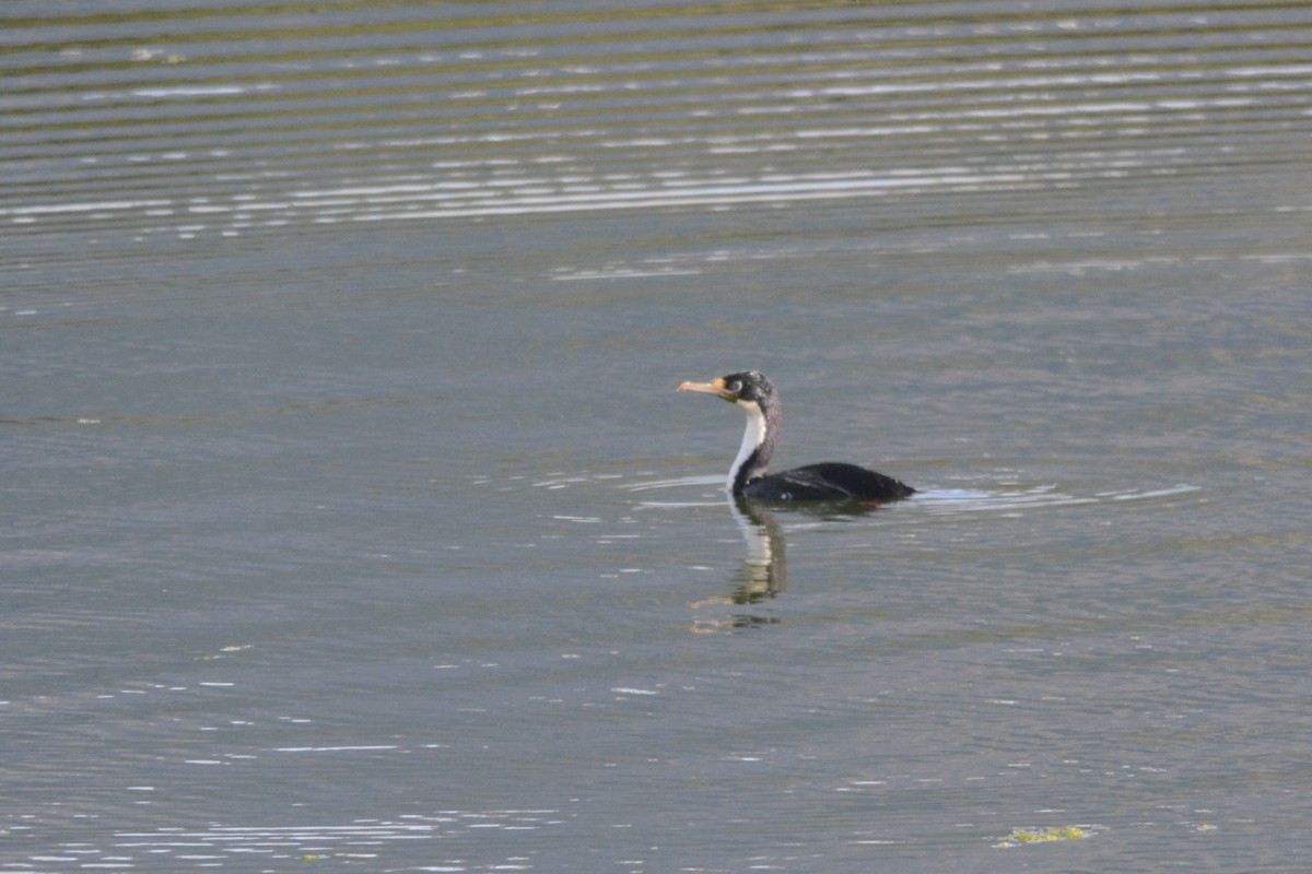 Imperial Cormorant - ML139477131