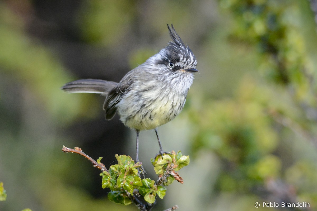 Tufted Tit-Tyrant - ML139477571