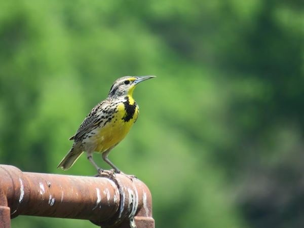 Western Meadowlark - KM Andersen