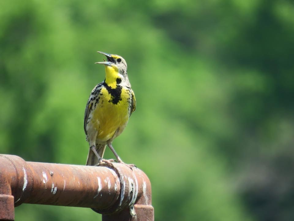 Western Meadowlark - ML139479181