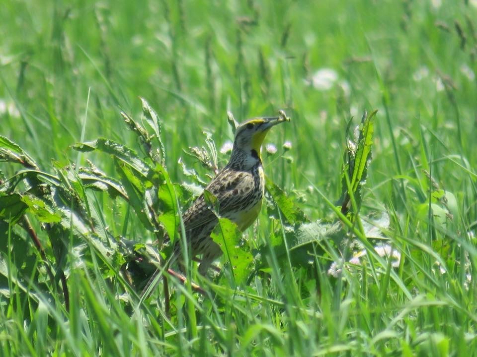 Western Meadowlark - KM Andersen