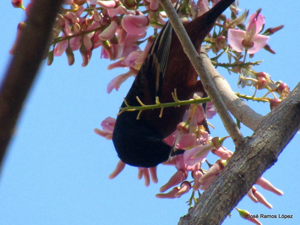 Orchard Oriole - ML139480551