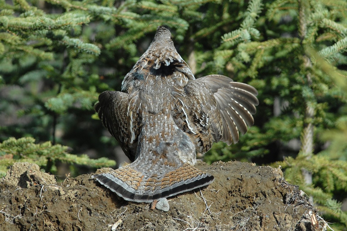 Ruffed Grouse - Cameron Eckert