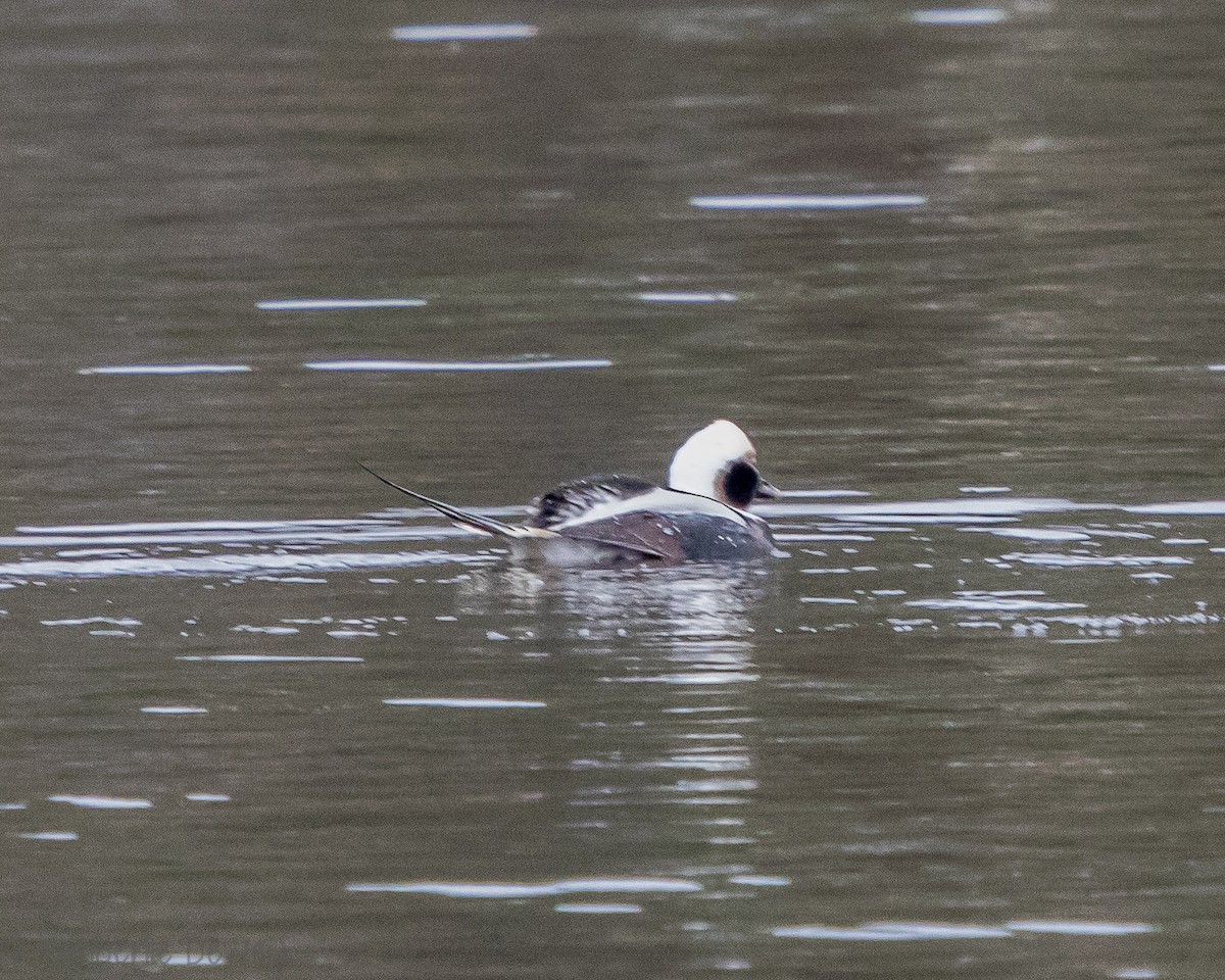 Long-tailed Duck - ML139481801