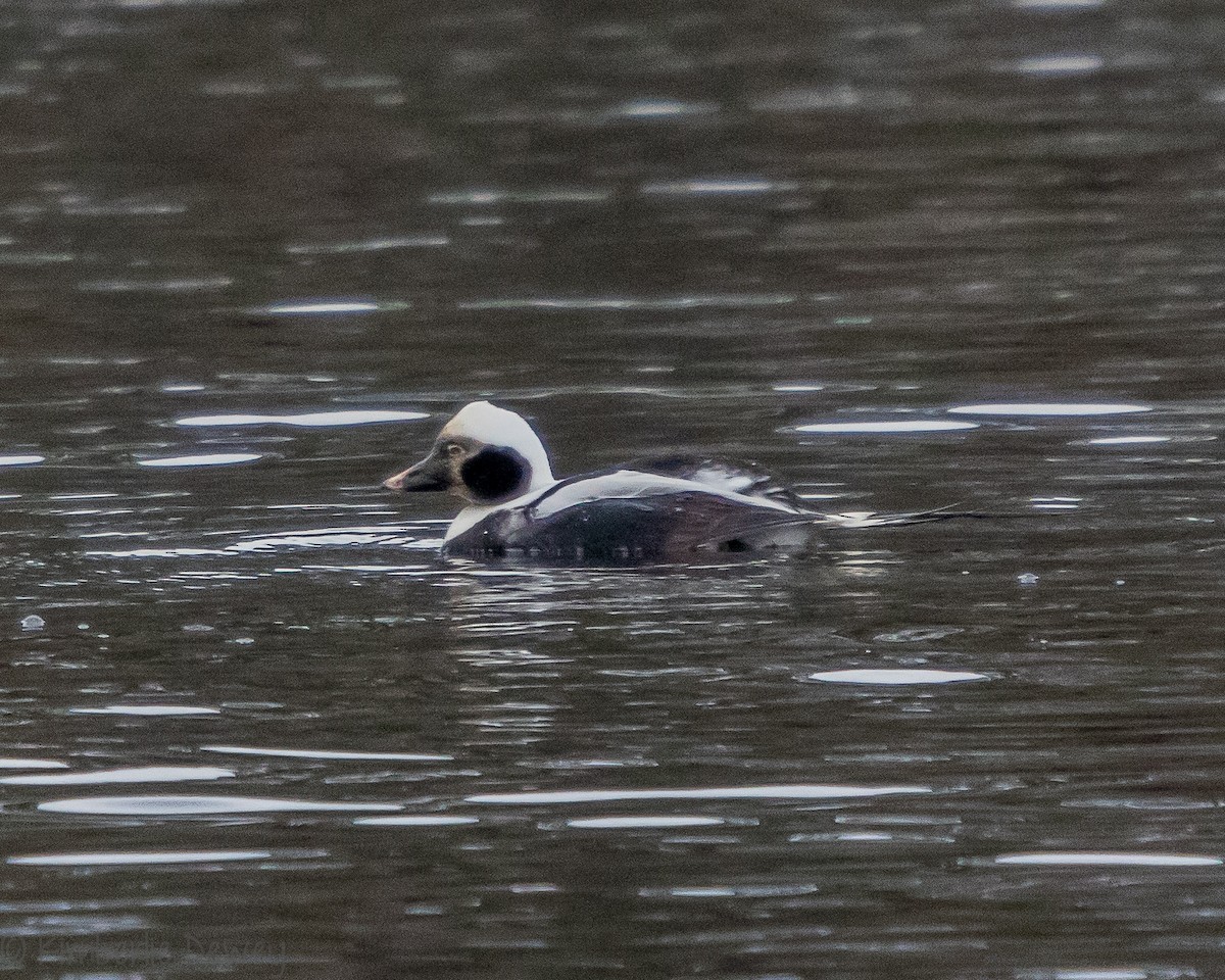 Long-tailed Duck - ML139481811