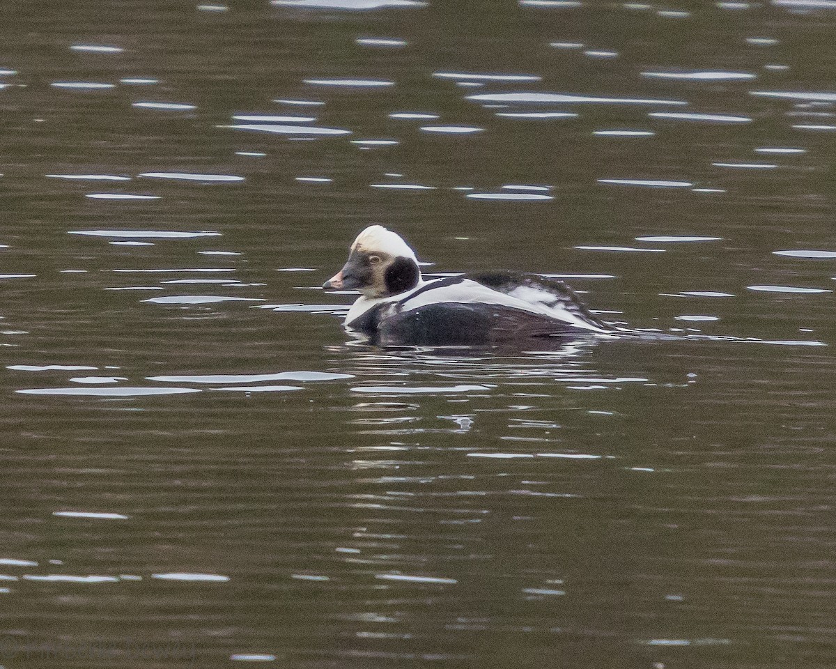 Long-tailed Duck - ML139481921