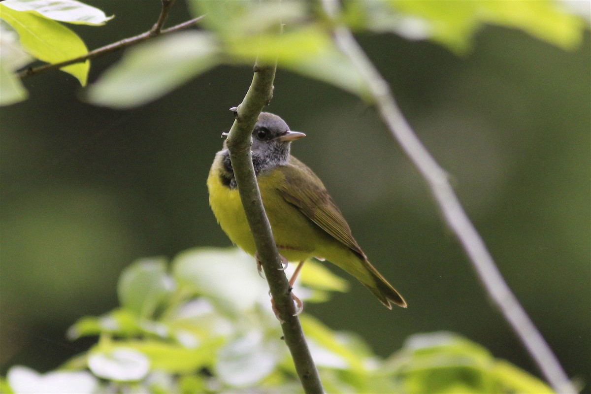 Mourning Warbler - ML139482021