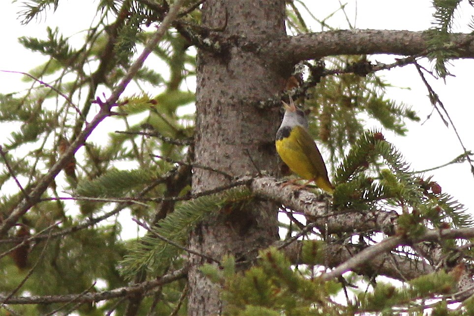 Graukopf-Waldsänger - ML139482801