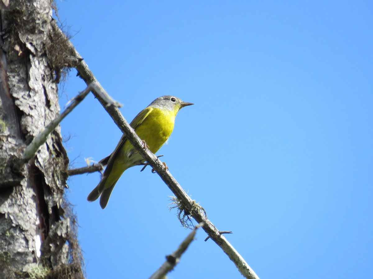 Nashville Warbler - ML139483391