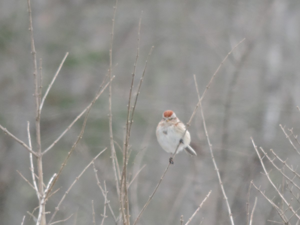 American Tree Sparrow - ML139483411