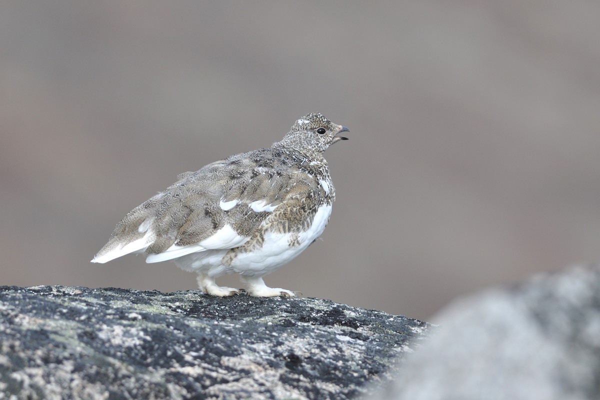 White-tailed Ptarmigan - Cameron Eckert