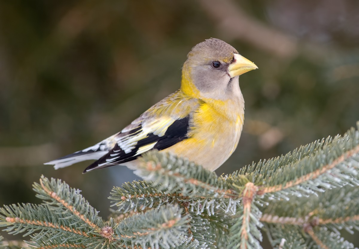 Evening Grosbeak - ML139485561