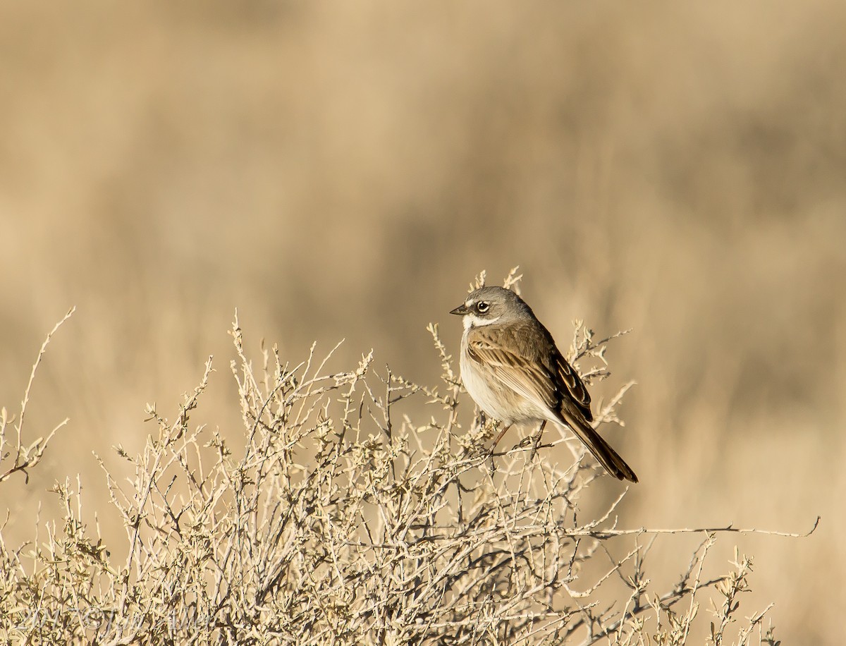 Sagebrush/Bell's Sparrow (Sage Sparrow) - Jan Allen