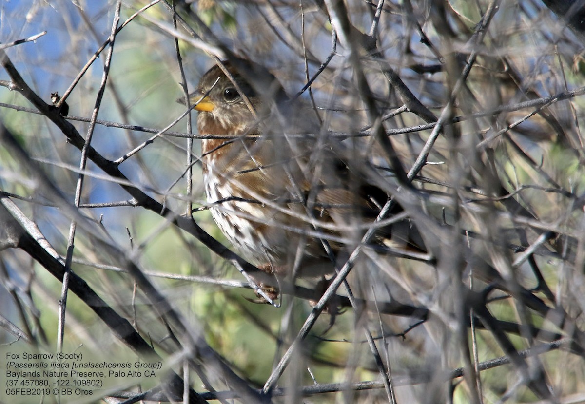 Fox Sparrow (Sooty) - ML139486701