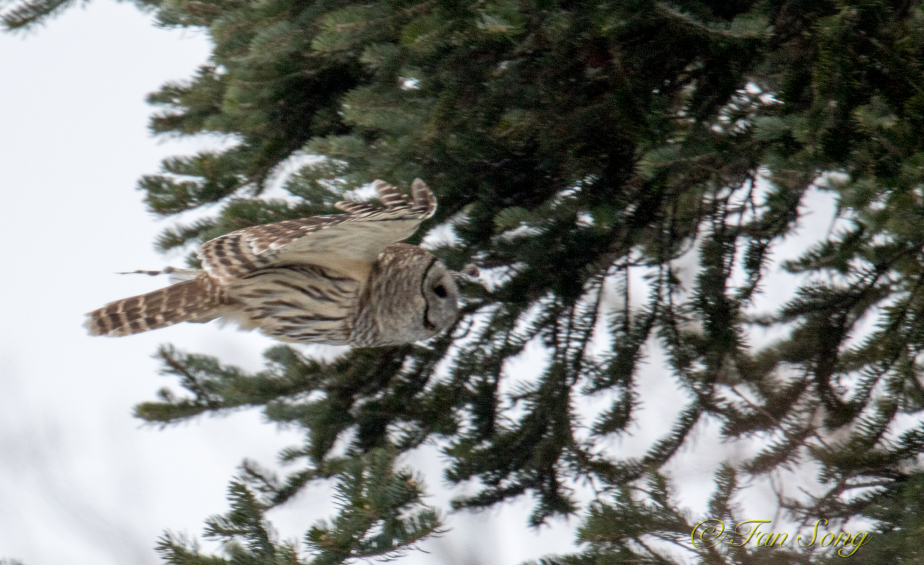 Barred Owl - Fan Song