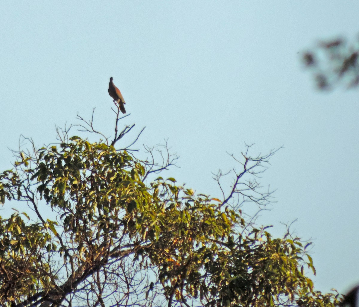 Pale-vented Pigeon - ML139490141