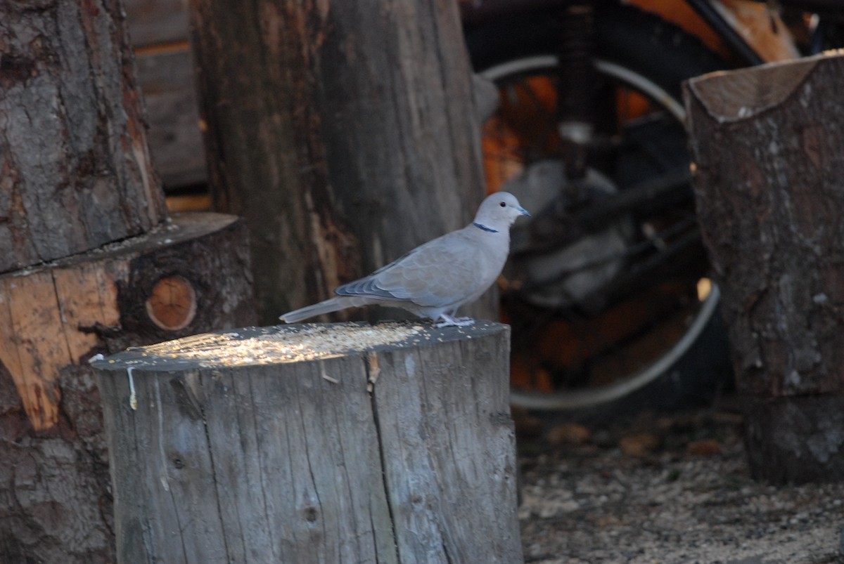 Eurasian Collared-Dove - ML139491261