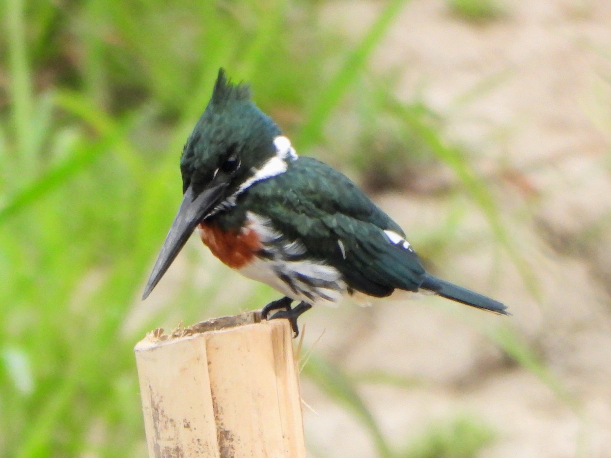 Amazon Kingfisher - ML139491291