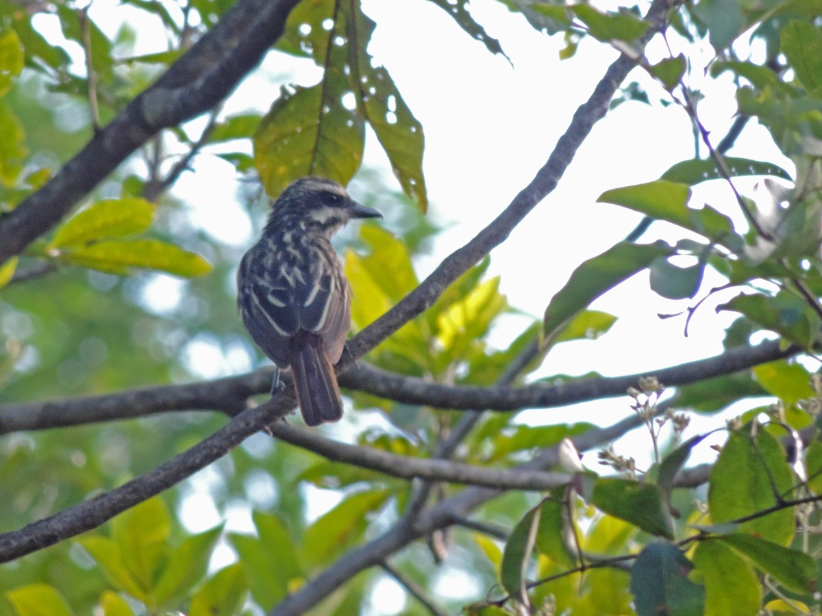 Streaked Flycatcher - ML139491881