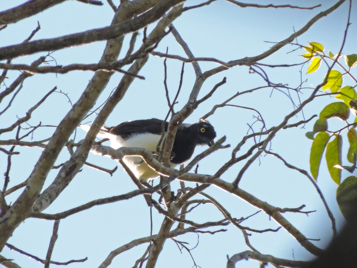 White-naped Jay - ML139492431