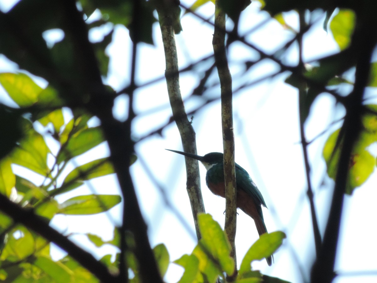 Rufous-tailed Jacamar - ML139493081