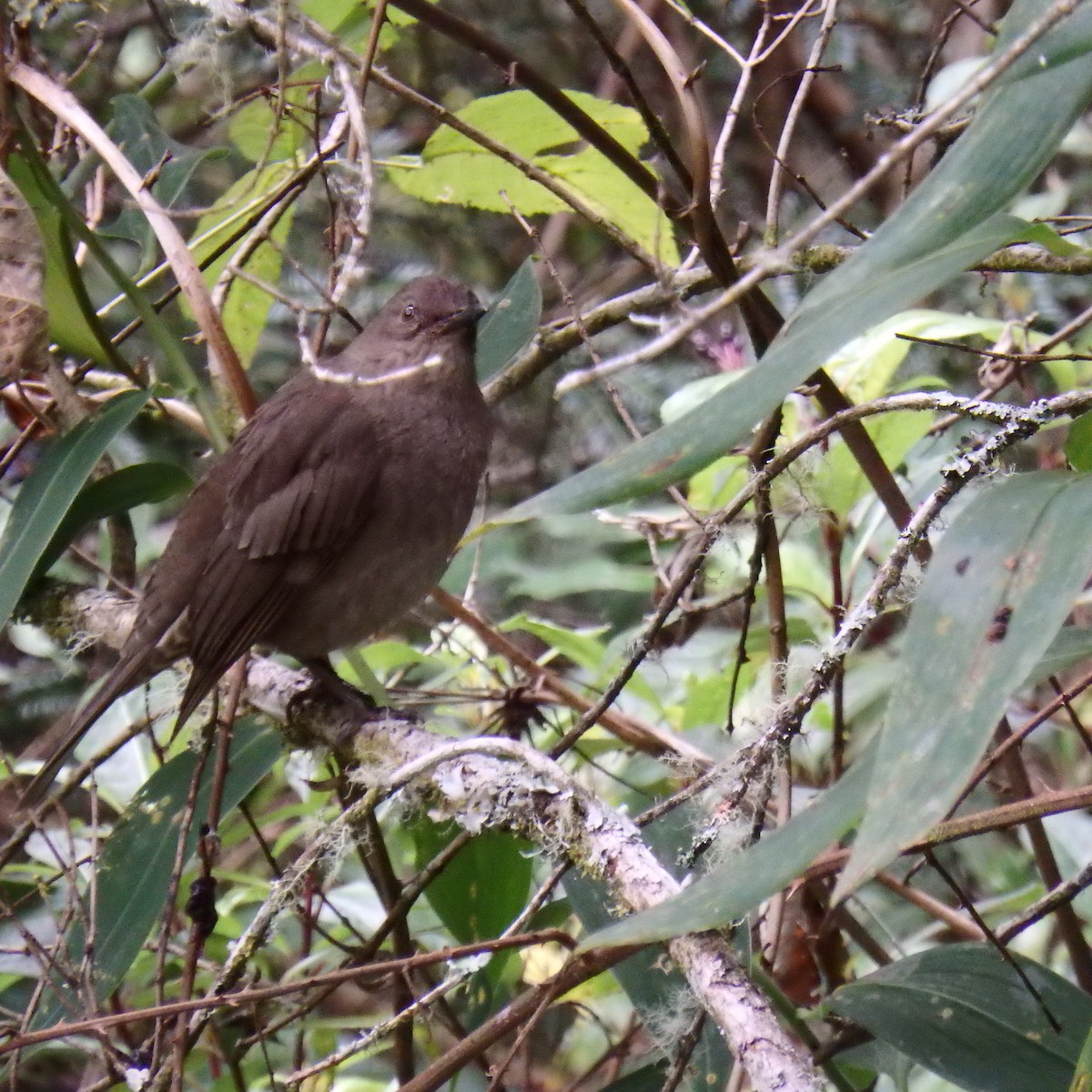 Mountain Thrush - ML139493121