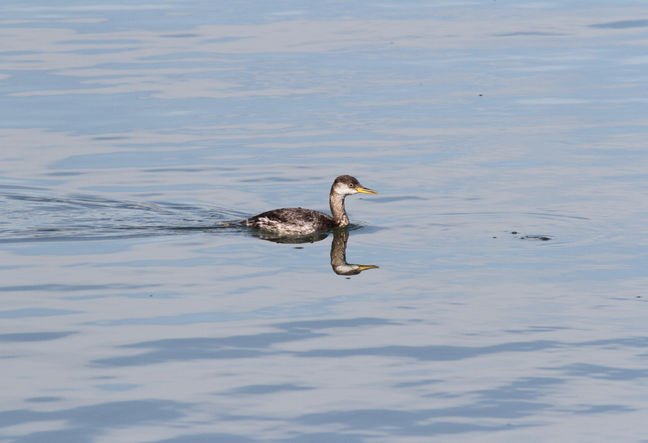 Red-necked Grebe - ML139495001