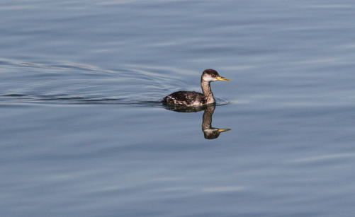 Red-necked Grebe - ML139495011